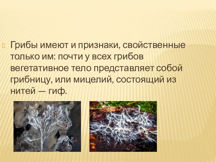 Грибы имеют и признаки, свойственные только им: почти у всех грибов вегетативное