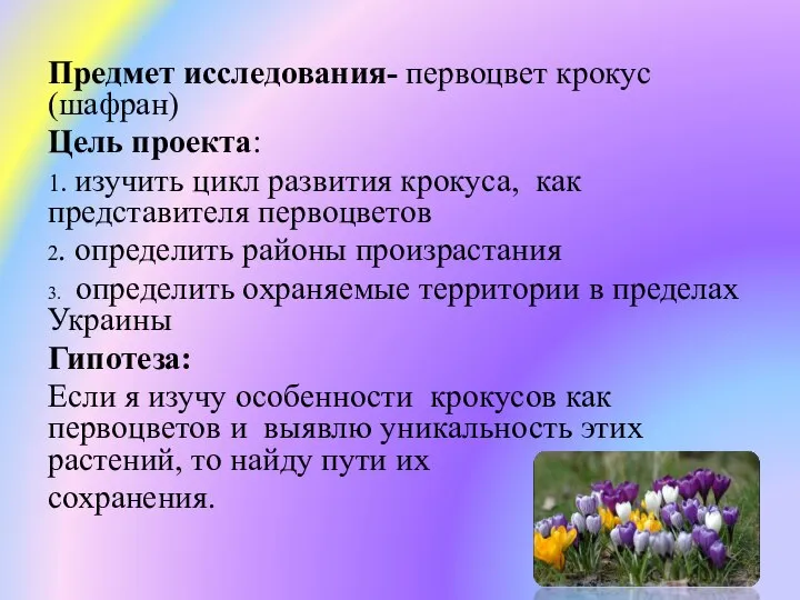 Предмет исследования- первоцвет крокус (шафран) Цель проекта: 1. изучить цикл развития крокуса,