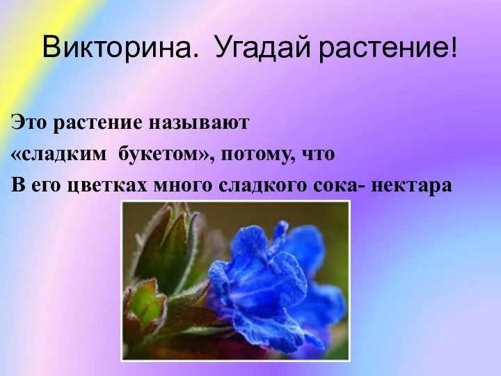 Викторина. Угадай растение! Это растение называют «сладким букетом», потому, что В его