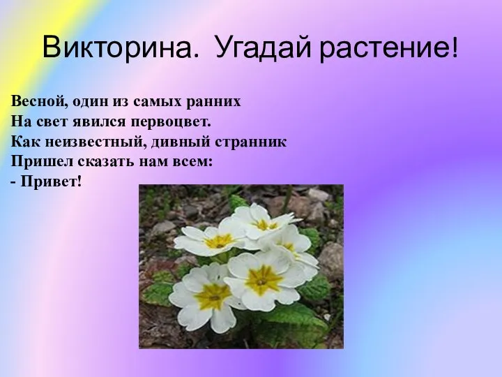 Викторина. Угадай растение! Весной, один из самых ранних На свет явился первоцвет.