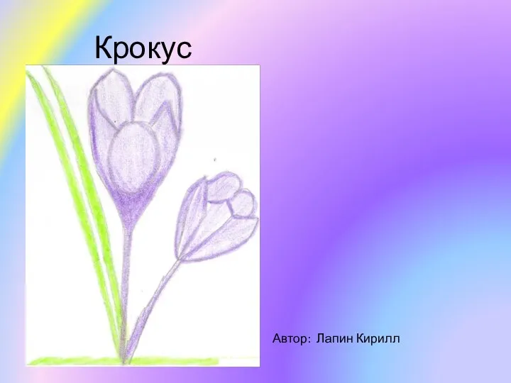 Крокус . Автор: Лапин Кирилл