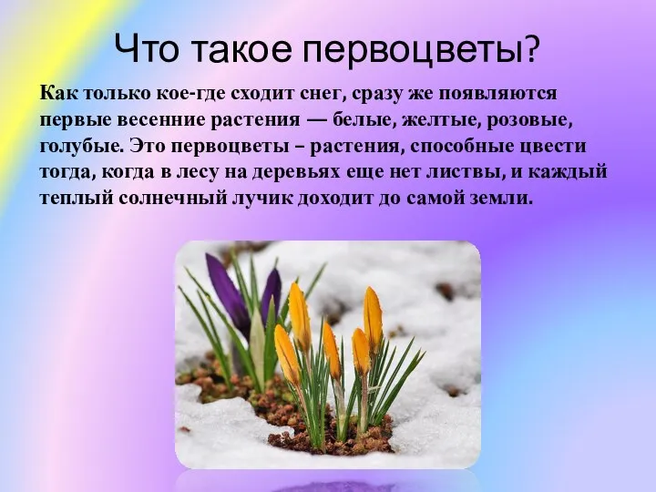 Что такое первоцветы? Как только кое-где сходит снег, сразу же появляются первые