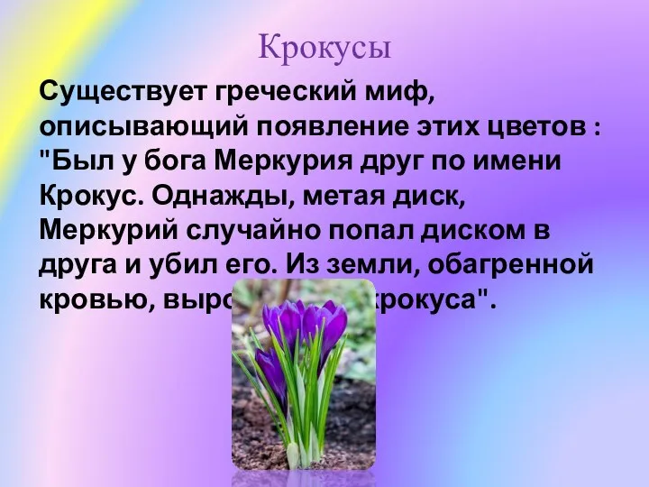 Крокусы Существует греческий миф, описывающий появление этих цветов : "Был у бога
