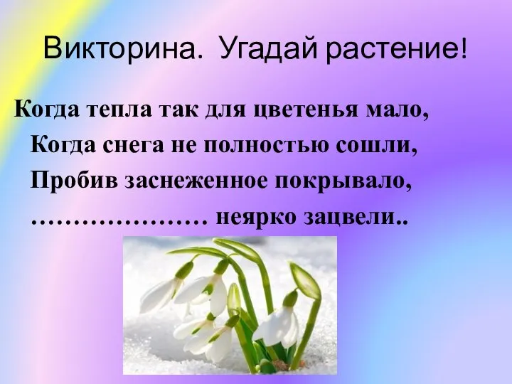 Викторина. Угадай растение! Когда тепла так для цветенья мало, Когда снега не