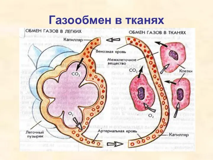 Газообмен в тканях