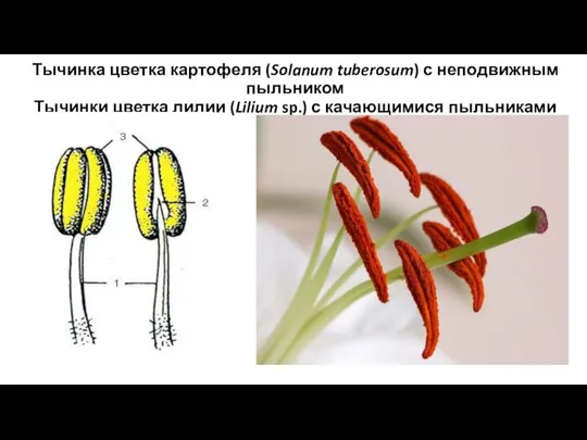 Тычинка цветка картофеля (Solanum tuberosum) с неподвижным пыльником Тычинки цветка лилии (Lilium sp.) с качающимися пыльниками