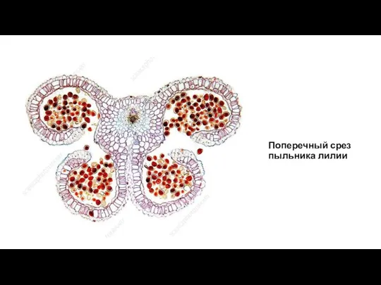 Поперечный срез пыльника лилии