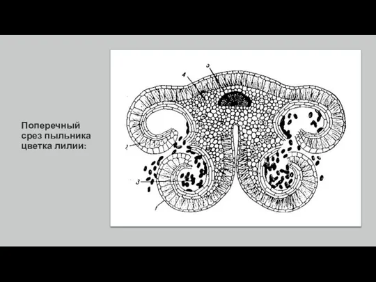Поперечный срез пыльника цветка лилии:
