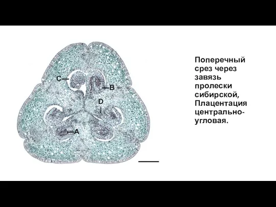 Поперечный срез через завязь пролески сибирской, Плацентация центрально-угловая.