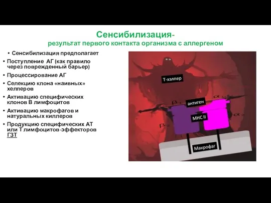 Сенсибилизация- результат первого контакта организма с аллергеном Сенсибилизация предполагает Поступление АГ (как