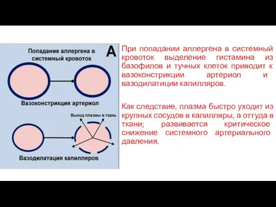 При попадании аллергена в системный кровоток выделение гистамина из базофилов и тучных