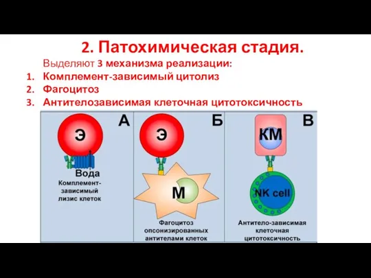 2. Патохимическая стадия. Выделяют 3 механизма реализации: Комплемент-зависимый цитолиз Фагоцитоз Антителозависимая клеточная цитотоксичность