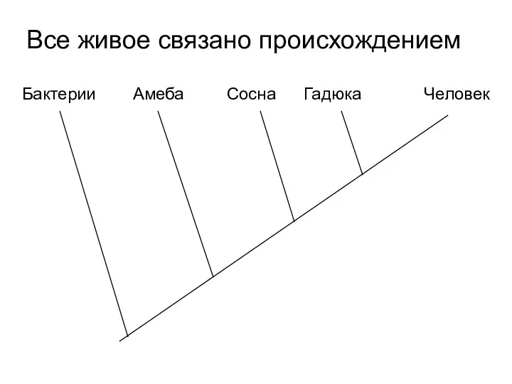 Все живое связано происхождением