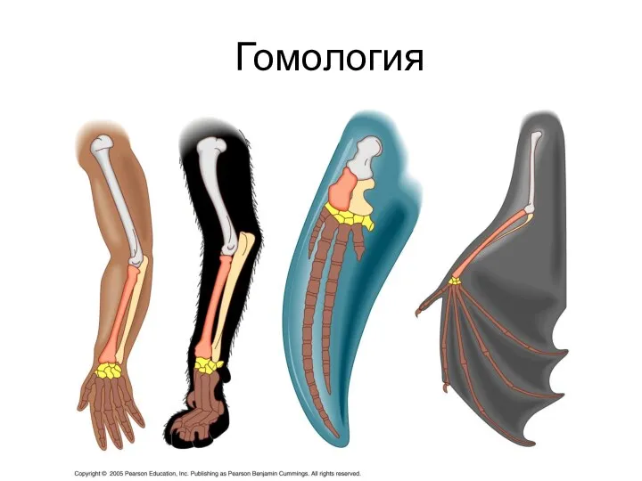 Гомология