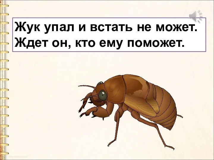 Жук упал и встать не может. Ждет он, кто ему поможет.