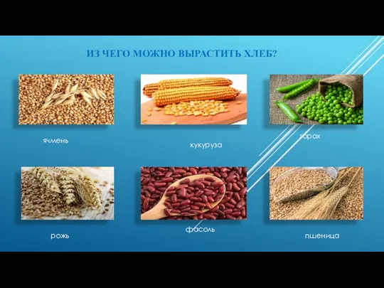 ИЗ ЧЕГО МОЖНО ВЫРАСТИТЬ ХЛЕБ? ячмень кукуруза горох рожь фасоль пшеница