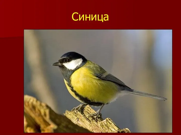 Синица