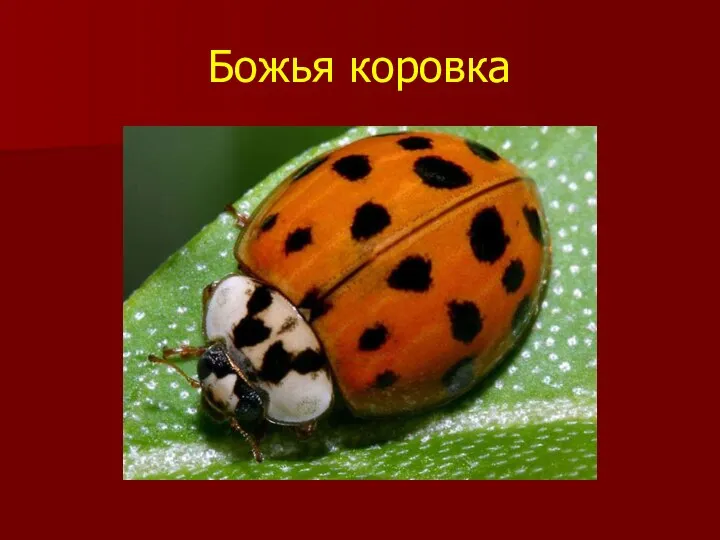 Божья коровка