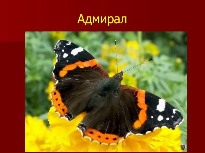 Адмирал