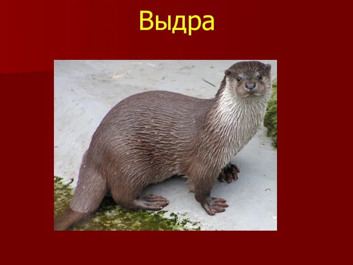 Выдра