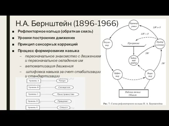 Н.А. Бернштейн (1896-1966) Рефлекторное кольцо (обратная связь) Уровни построения движения Принцип сенсорных