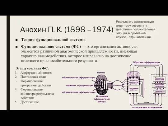 Анохин П. К. (1898 – 1974) Теория функциональной системы Функциональная система (ФС)