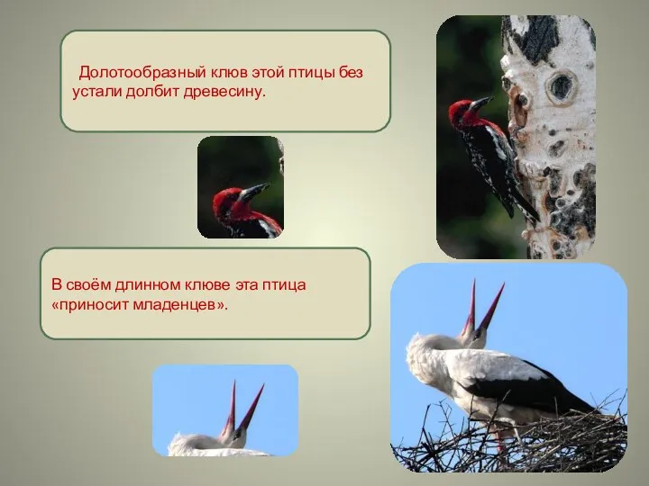Долотообразный клюв этой птицы без устали долбит древесину. В своём длинном клюве эта птица «приносит младенцев».