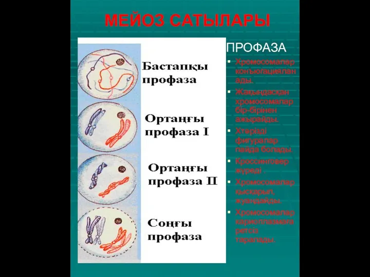 МЕЙОЗ САТЫЛАРЫ ПРОФАЗА Хромосомалар конъюгацияланады. Жақындасқан хромосомалар бір-бірінен ажырайды. Хтәрізді фигуралар пайда