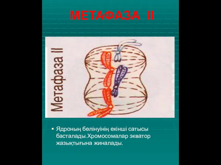 МЕТАФАЗА ІІ Ядроның бөлінуінің екінші сатысы басталады.Хромосомалар экватор жазықтығына жиналады.