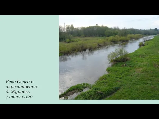 Река Осуга в окрестностях д. Журавы. 7 июля 2020