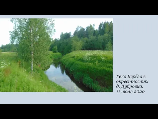 Река Берёза в окрестностях д. Дубровка. 11 июля 2020