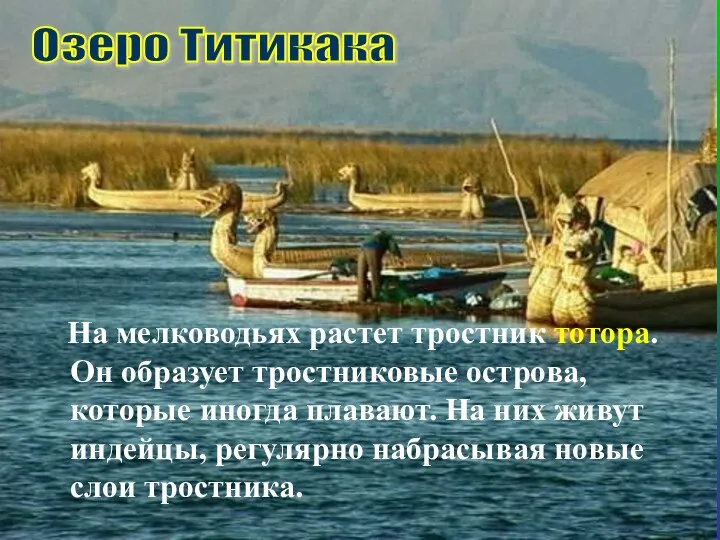 На мелководьях растет тростник тотора. Он образует тростниковые острова, которые иногда плавают.