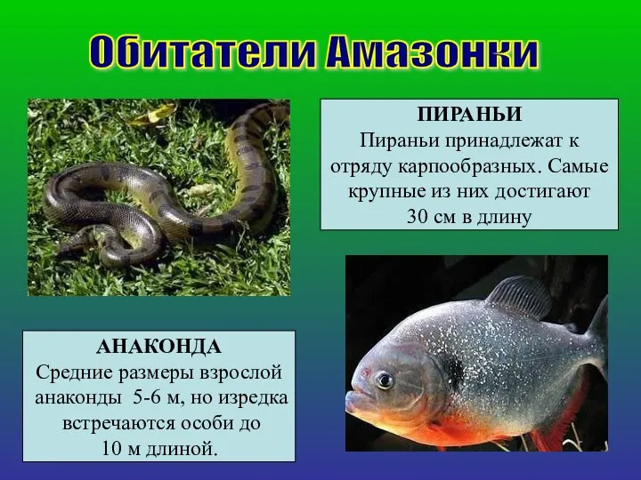 Обитатели Амазонки АНАКОНДА Средние размеры взрослой анаконды 5-6 м, но изредка встречаются