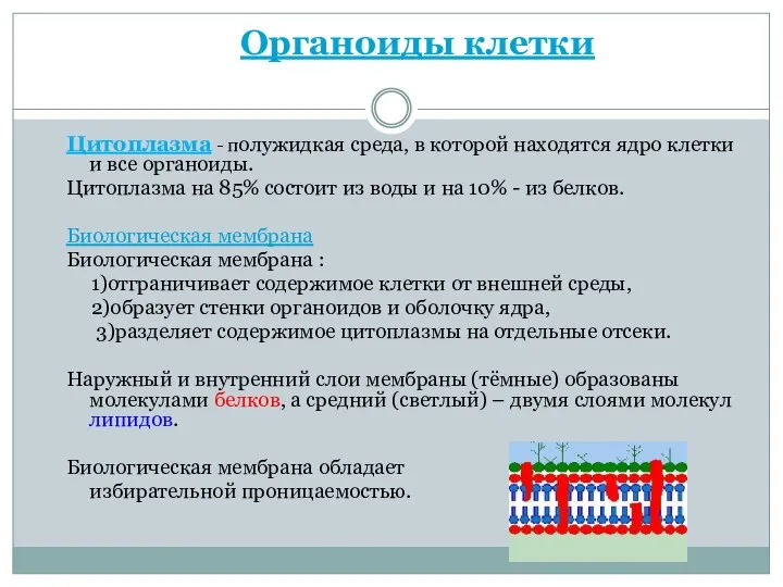 Органоиды клетки Цитоплазма - полужидкая среда, в которой находятся ядро клетки и