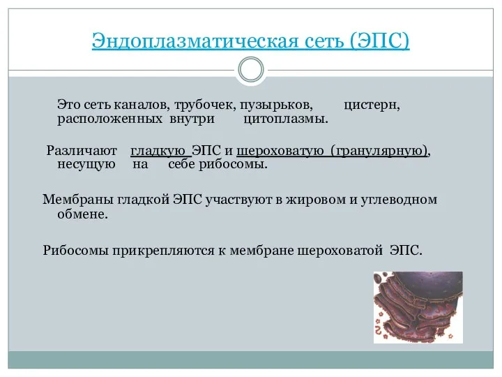 Эндоплазматическая сеть (ЭПС) Это сеть каналов, трубочек, пузырьков, цистерн, расположенных внутри цитоплазмы.