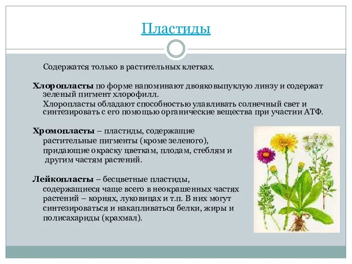 Пластиды Содержатся только в растительных клетках. Хлоропласты по форме напоминают двояковыпуклую линзу