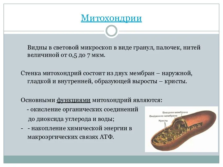 Митохондрии Видны в световой микроскоп в виде гранул, палочек, нитей величиной от