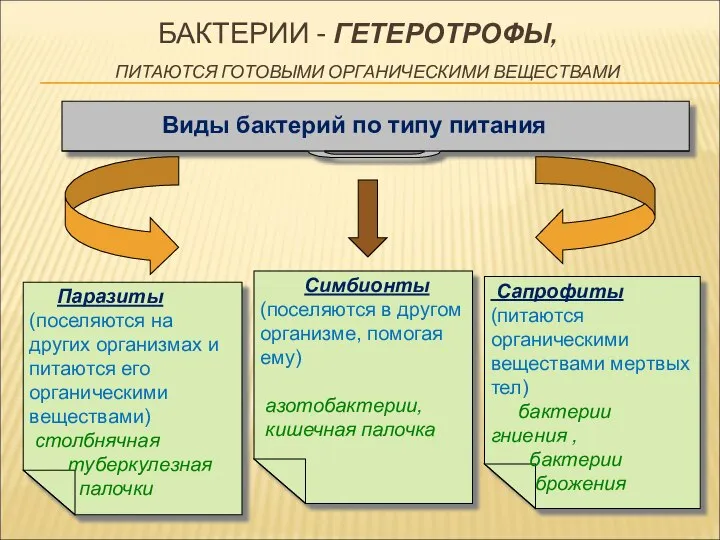 Виды бактерий по типу питания Сапрофиты (питаются органическими веществами мертвых тел) бактерии