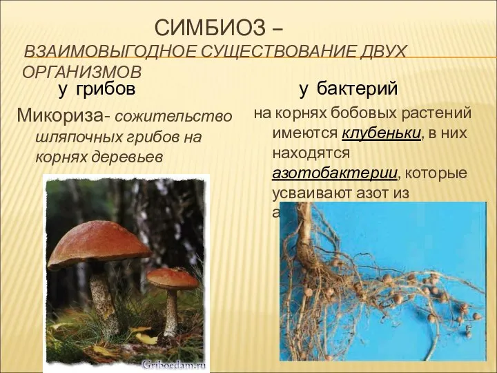 СИМБИОЗ – ВЗАИМОВЫГОДНОЕ СУЩЕСТВОВАНИЕ ДВУХ ОРГАНИЗМОВ у грибов Микориза- сожительство шляпочных грибов