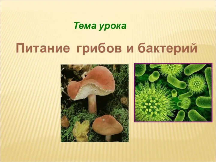 Тема урока Питание грибов и бактерий