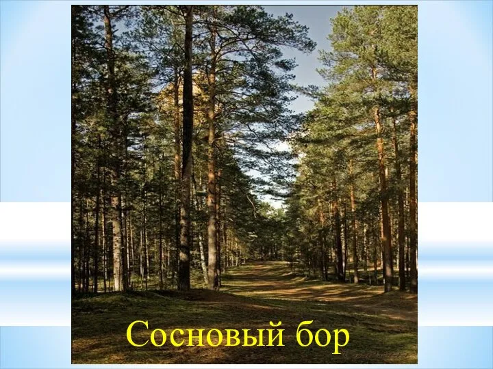 Сосновый бор