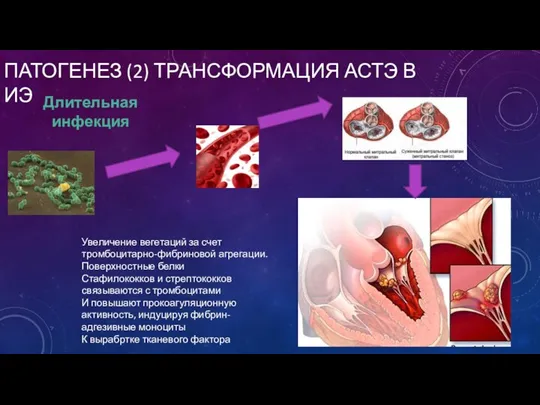 ПАТОГЕНЕЗ (2) ТРАНСФОРМАЦИЯ АСТЭ В ИЭ Длительная инфекция Увеличение вегетаций за счет