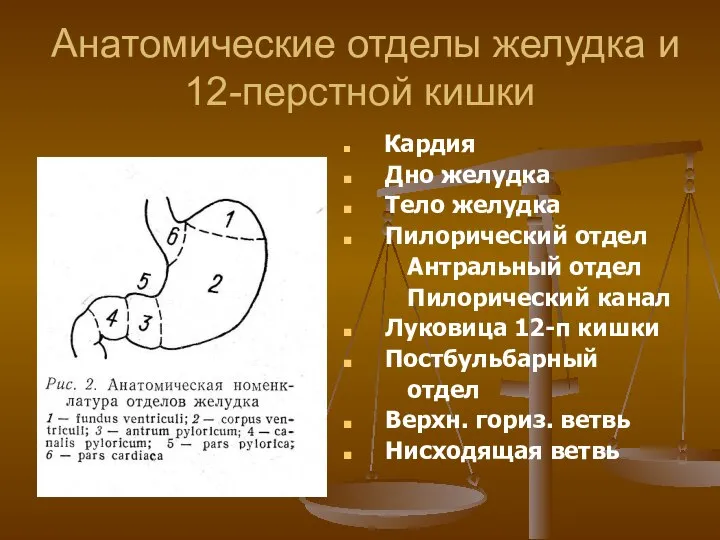 Анатомические отделы желудка и 12-перстной кишки Кардия Дно желудка Тело желудка Пилорический