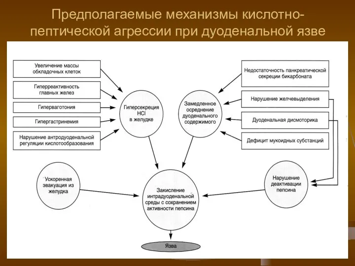 Предполагаемые механизмы кислотно-пептической агрессии при дуоденальной язве