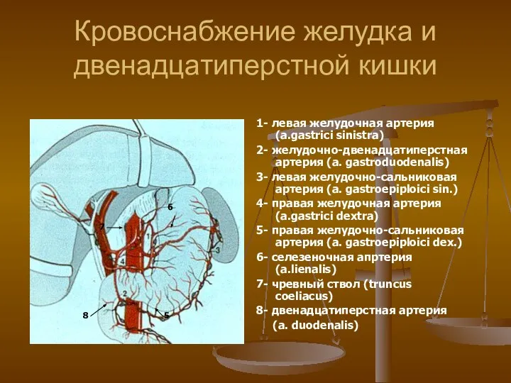 Кровоснабжение желудка и двенадцатиперстной кишки 1- левая желудочная артерия (a.gastrici sinistra) 2-