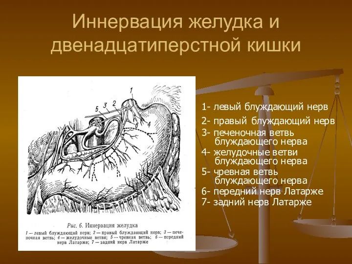 Иннервация желудка и двенадцатиперстной кишки 1- левый блуждающий нерв 2- правый блуждающий