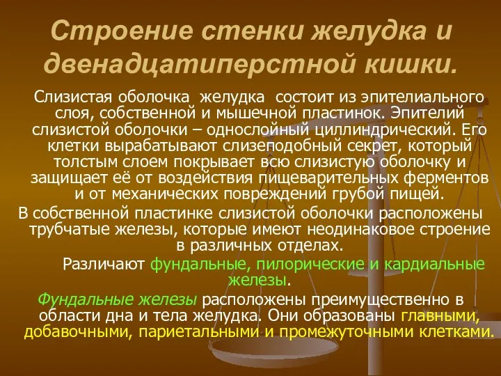 Строение стенки желудка и двенадцатиперстной кишки. Слизистая оболочка желудка состоит из эпителиального