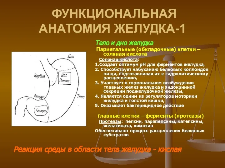 ФУНКЦИОНАЛЬНАЯ АНАТОМИЯ ЖЕЛУДКА-1 Тело и дно желудка Париетальные (обкладочные) клетки – соляная