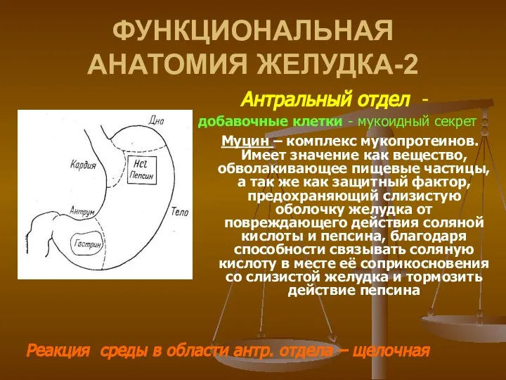 ФУНКЦИОНАЛЬНАЯ АНАТОМИЯ ЖЕЛУДКА-2 Антральный отдел - добавочные клетки - мукоидный секрет Муцин