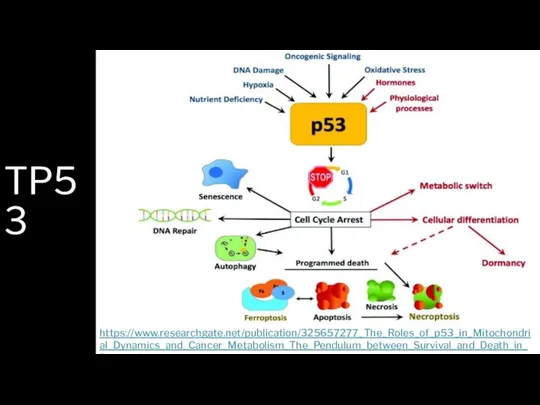 TP53 https://www.researchgate.net/publication/325657277_The_Roles_of_p53_in_Mitochondrial_Dynamics_and_Cancer_Metabolism_The_Pendulum_between_Survival_and_Death_in_Breast_Cancer